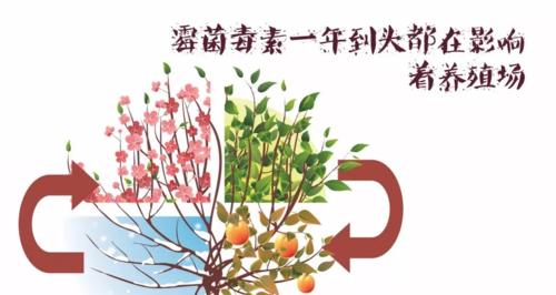 如何有效清除索伊冰箱内霉菌（电冰箱内部霉菌清除方法）