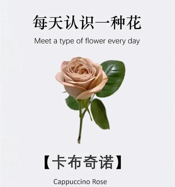 15朵玫瑰的花语是什么？